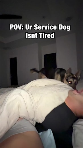 The reality of owning a German Shepherd 💀#viral #trending #dog #trend | dogs