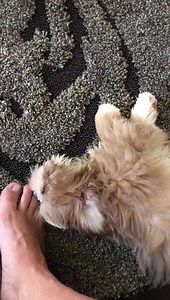 Colleen Lopez on HSN...this is for all of our wonderful goddesses who tuned in tonight and any other night we talked about my beautiful feet. And Frankie...lol. I apologize in advance. 😍😘🤣 | Robert Manse Designs