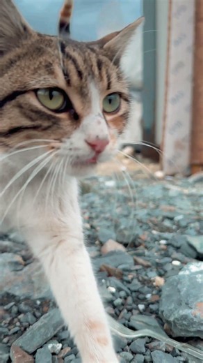 Angry Cat Compilation 😾 | Funniest Grumpy Cats Ever