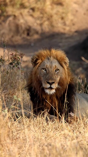 1.3M views · 23K reactions | Watch as the King of the Jungle gets a massive fright from a bird. #lion #lionking #animals #wildlife #krugernationalpark | Kruger Gone Wild Safaris | Facebook