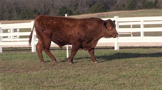 Lot 7: Great American Pie Sale - 21st Annual Limousin Sale