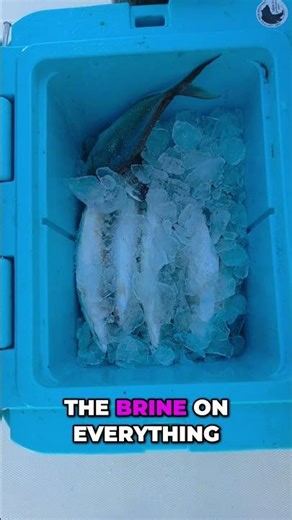 The ABSOLUTE BEST Fishing Bait Brine and Bait Salt! #fishingtips #southflorida
