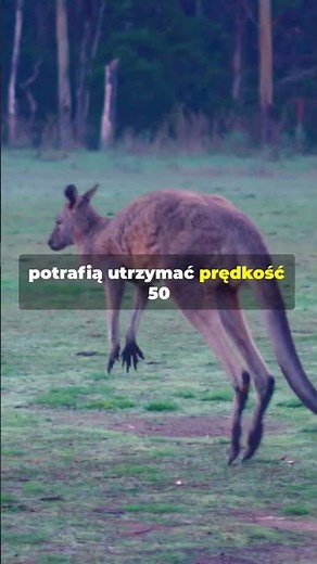 5 Amazing Facts About Kangaroos