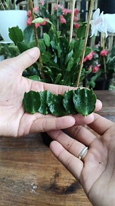 228K views · 1.4K reactions | Cactus propagation in easy way  #cactus #gardening #garden #reels #trendingpost #trendingreelsvideo #facebookviral #facebookreels #viralreels | Gardening Ideas | Facebook