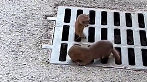 Weasel tries to teach friend to squeeze into drain - but its head is too big