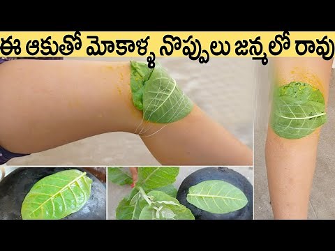 Jilledu Aaku For Knee Pains | Amazing Health Benefits of Jilledu Leaves | #NHC