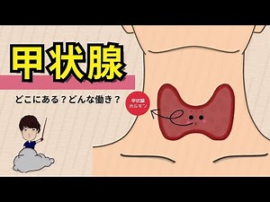 甲状腺の解剖生理学【イラストでわかりやすく!!】