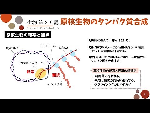 【高校生物】第39講「原核生物のタンパク質合成」原核生物の転写と翻訳・逆転写酵素とレトロウイルス