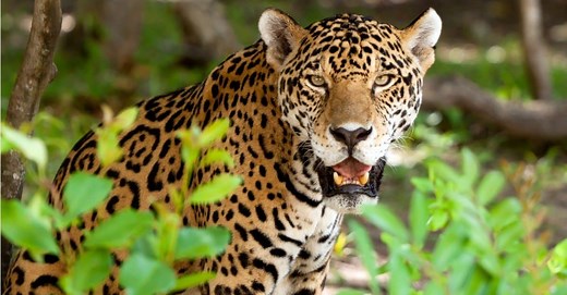 Jaguar Teeth: Everything You Need To Know