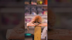 Baby prehensile-tailed porcupine discovers the world around it
