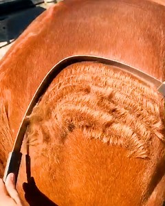 117K views · 1.9K reactions | She makes taking care of horses look so satisfying! ❤️ | Viral Stories | Facebook