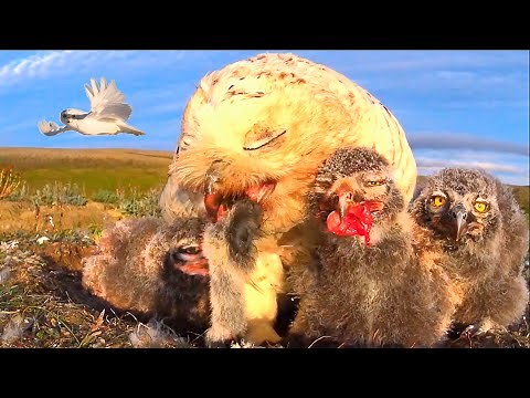 Snowy owl: This Lemming is too big to swallow