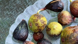 What to look for when Choosing the RIGHT Fig Variety for Humid Climates