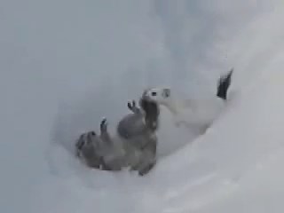 Ermine vs. Squirrel