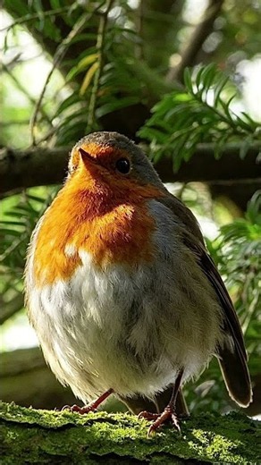 The Robin — Nature’s Little Gem ❤️