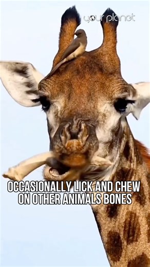 Do Giraffes like to eat other animal’s bones? | Your Planet