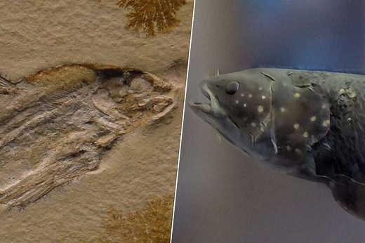 La historia del celacanto, un pez que se creía extinto desde hacía millones de años y que habíamos estado pescando todo este tiempo