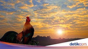 Doa Memotong Ayam Menurut Islam dan Tata Cara Menyembelihnya