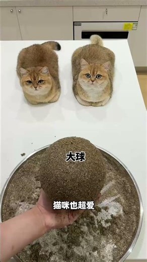 【牛奶是只猫】当我给猫咪做了一个巨型猫薄荷球！