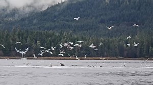Alaska wildlife #winter #humpback #whale #southeast #Alaska #wildlife #reelschallenge | Jennifer York Stewart