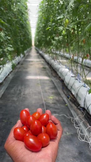 Perfectly ripe, perfectly smart! 🍅🌿 AI-powered greenhouses at Rise Tech Village growing the future of farming.