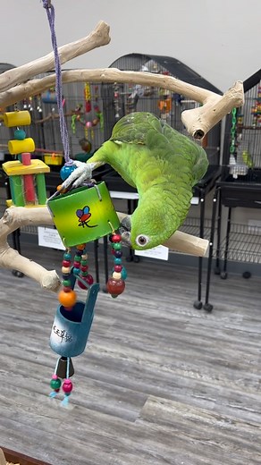 1.4K views · 197 reactions | Yellow Naped Amazon 列 #yellownapedamazon #yellownapeamazon #yellownapedamazonparrot #amazonparrot #amazonparrots #amazonparrotsofinstagram #cutebirds #cuteanimals #happyparrot #parrot #parrots #parrotlife #loveparrots #parrotlove #parrotsofinstagram #parrotsofig #parrotstars #parrotstarsarlingtonheights | Parrot Stars | Facebook