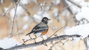 Early winter in Wisconsin: Seeing an American robin in our snow-covered world is a treat