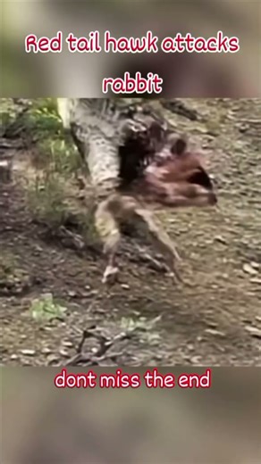 rabbit vs fox vs red tail hawk_rabbit against two hunters who will win between the two #wildlife