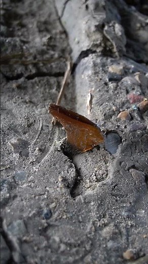 Built for the toughest jobs!🔩TideWe Work Boots—puncture-proof for ultimate protection. 🥾#TideWe