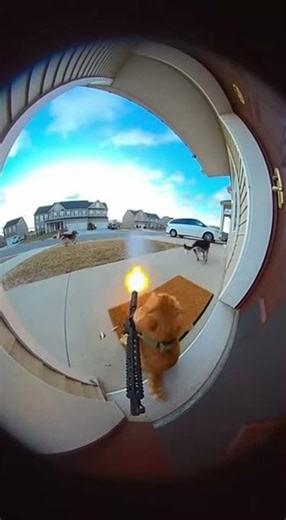 What!! The cat is firing at the dogs!! 😳😳