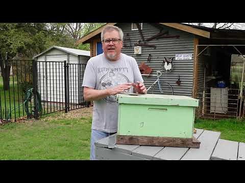 CAN I USE AN OLD NUC BOX FOR A SWARM TRAP? LET'S FIND OUT......