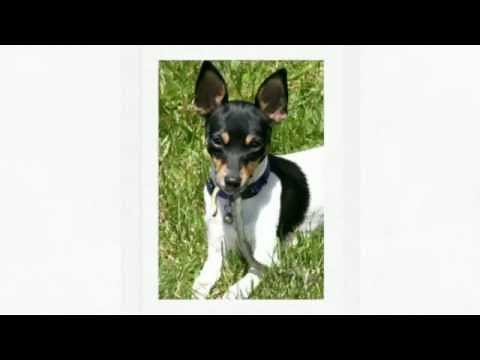 How To Train Toy Fox Terrier