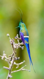 7.5K views · 467 reactions | So beautiful hummingbird | Birdlife | Facebook