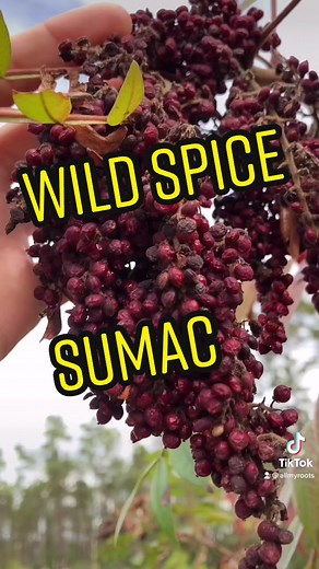 Fall Foraging: Sumac Harvesting Guide
