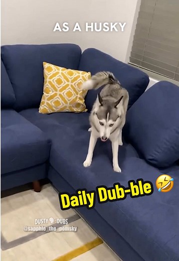 Funny Dog Voiceovers That Will Make You Laugh