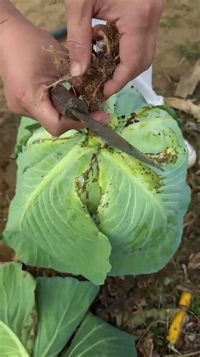 Fa 1930985446 mini rotary tillage and ridging all-in one tree short view #travel#beach#flowers