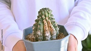 Someone holding and showing a pot of Gymnocalycium baldianum cactus having problem with scale insect attached and sucking sap from this plant.
