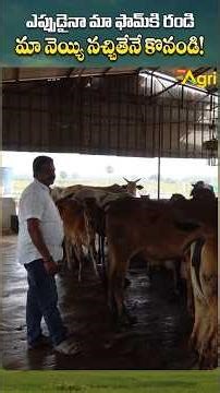 మా నెయ్యి నచ్చితేనే కొనండి..!! #DesiCowFarming #ToneAgri #A2CowGhee #GirCowGhee #GheeMakingProcess