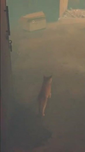 Stray Nintendo Switch Gameplay