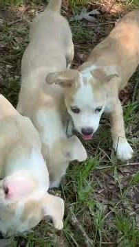 Macie’s Babies 6 🐾 #adoptme #adoptable
