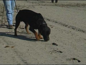 Schutzhund with Gottfried Dildei- Tracking