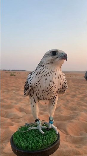 🦅 We Are Providing Eagle Training | Join Us Today!