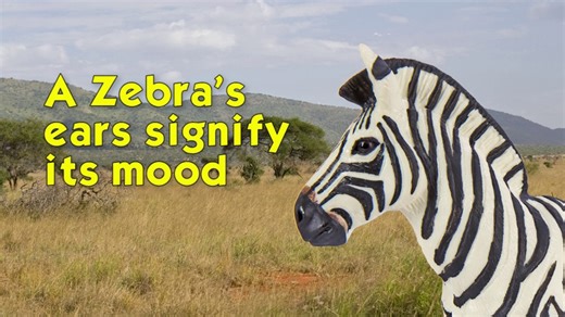 Watch Safari Ltd Wild Safari Wildlife – Zebra – Realistic Hand Painted Toy Figurine Model – Quality Con... on Amazon Live