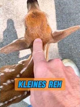 How many fawns does a sika deer give birth to in one litter? #animal #animisme #animals