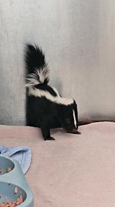 17K views · 1.2K reactions | Are you intimidated by this stinkin'...