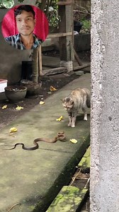 cat reflex 😱 #cat #viralvideoシ #powerful #videoviralシ | Sumit Motivator