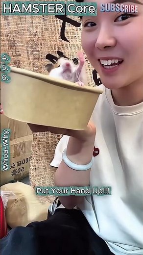 Tiny Fluff, Maximum Chaos! Top 6 Hamster Moments 🌀 #hamster #hamsters