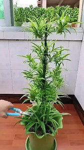 67K views · 754 reactions | DIY Flower Garden #DYI #growflower #plantingtips #flowergarden | Thousand Million Art | Facebook