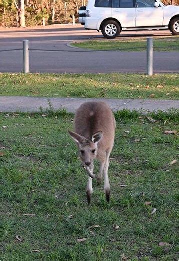 Kangaroo Encounters in My Neighborhood