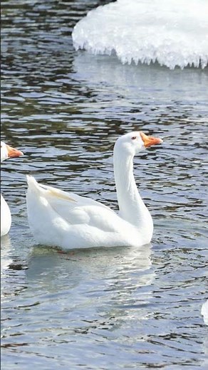 Snow Goose Bird Sounds Video: Wild Canadian Geese Nature Sound Effects